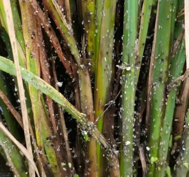 Control pests