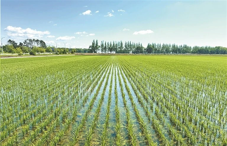 paddy field herbicide paddy field herbicide